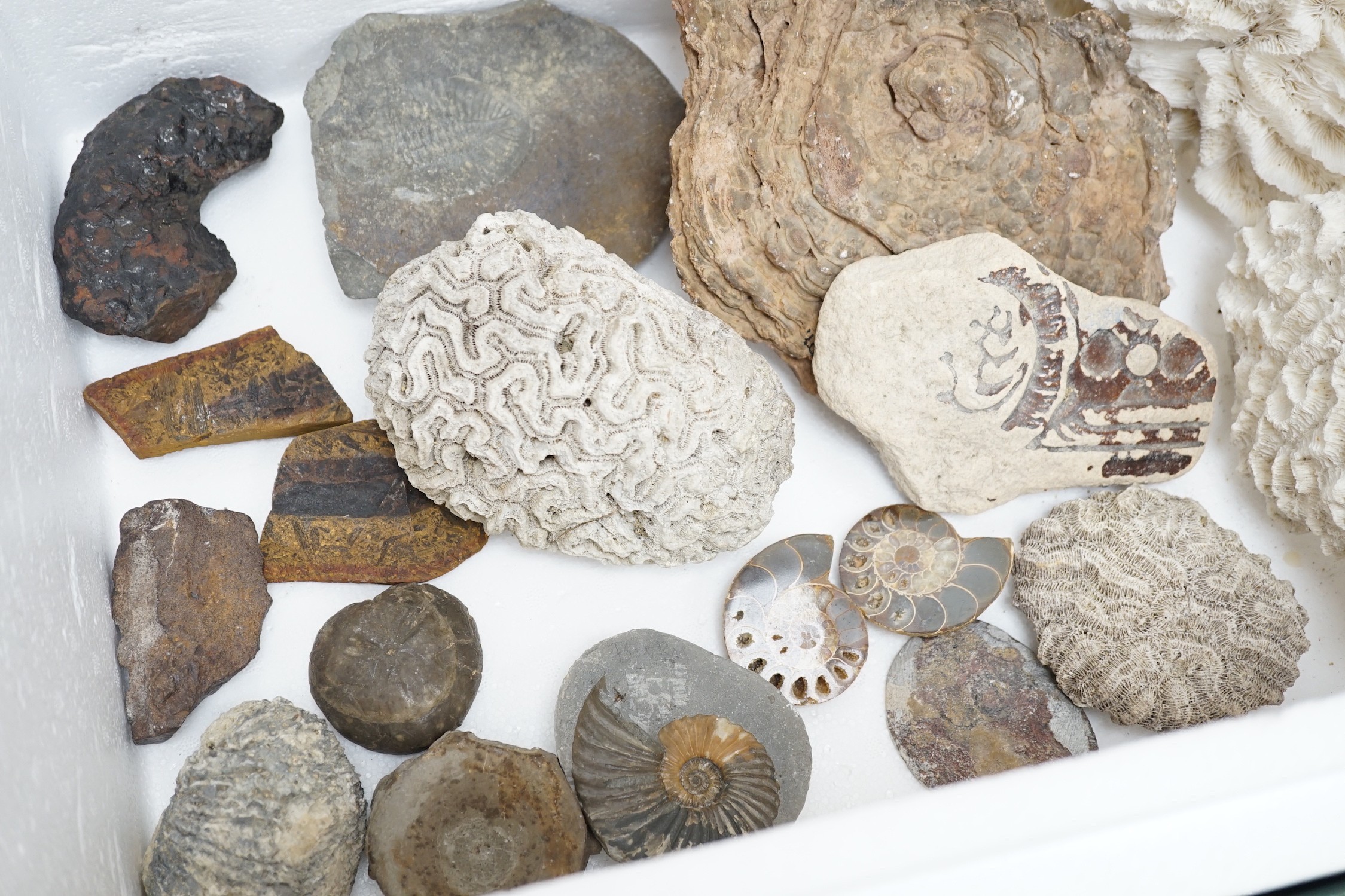 A collection of polished hardstone specimens, fossils, coral etc.